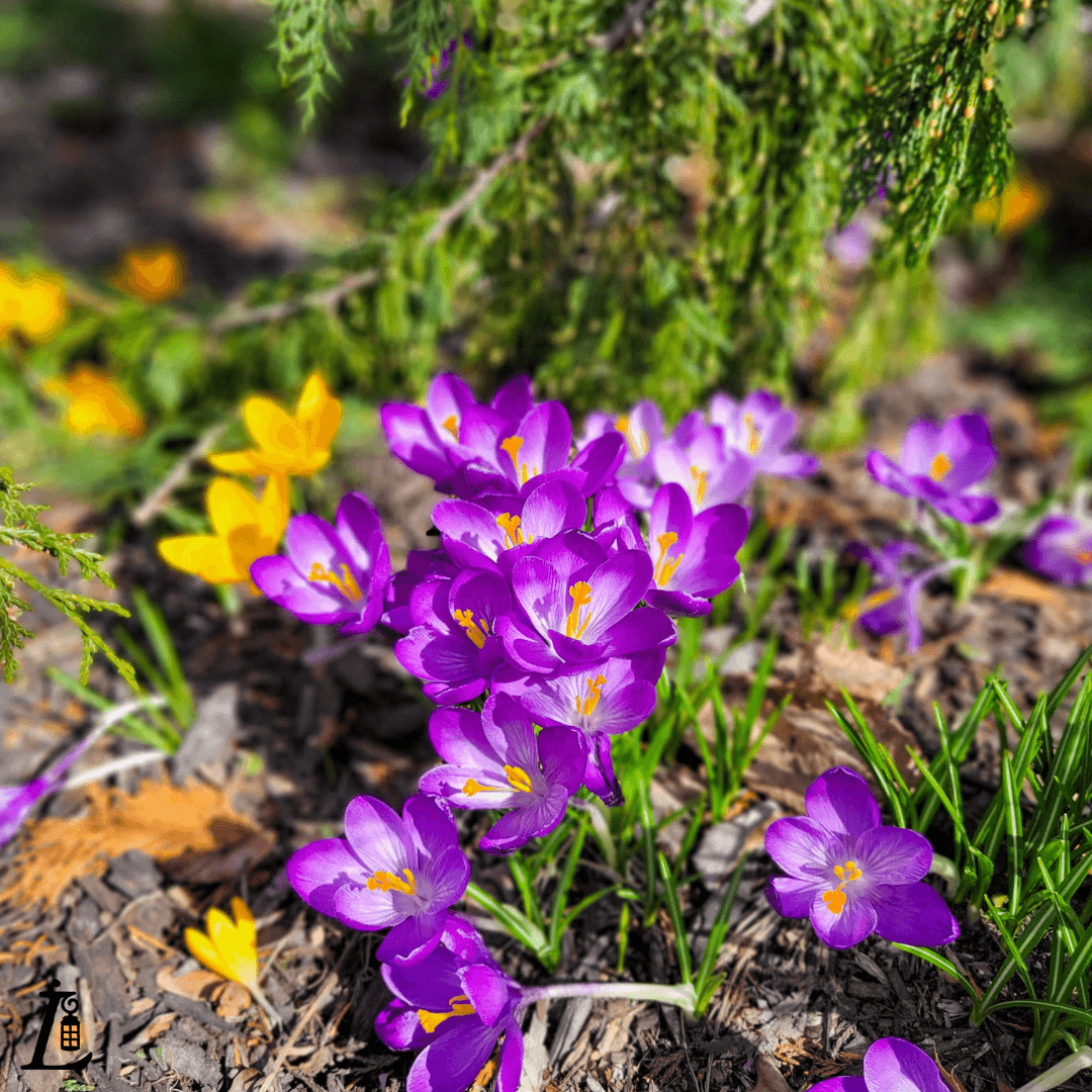 A cluster of vibrant purple and yellow crocus flowers blooming on the ground. A cluster of vibrant purple and yellow crocus flowers blooming on the ground.