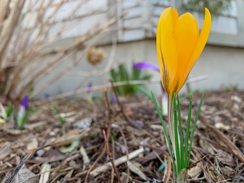 A bright yellow crocus flower stands tall among brown mulch and green grass. A bright yellow crocus flower stands tall among brown mulch and green grass.