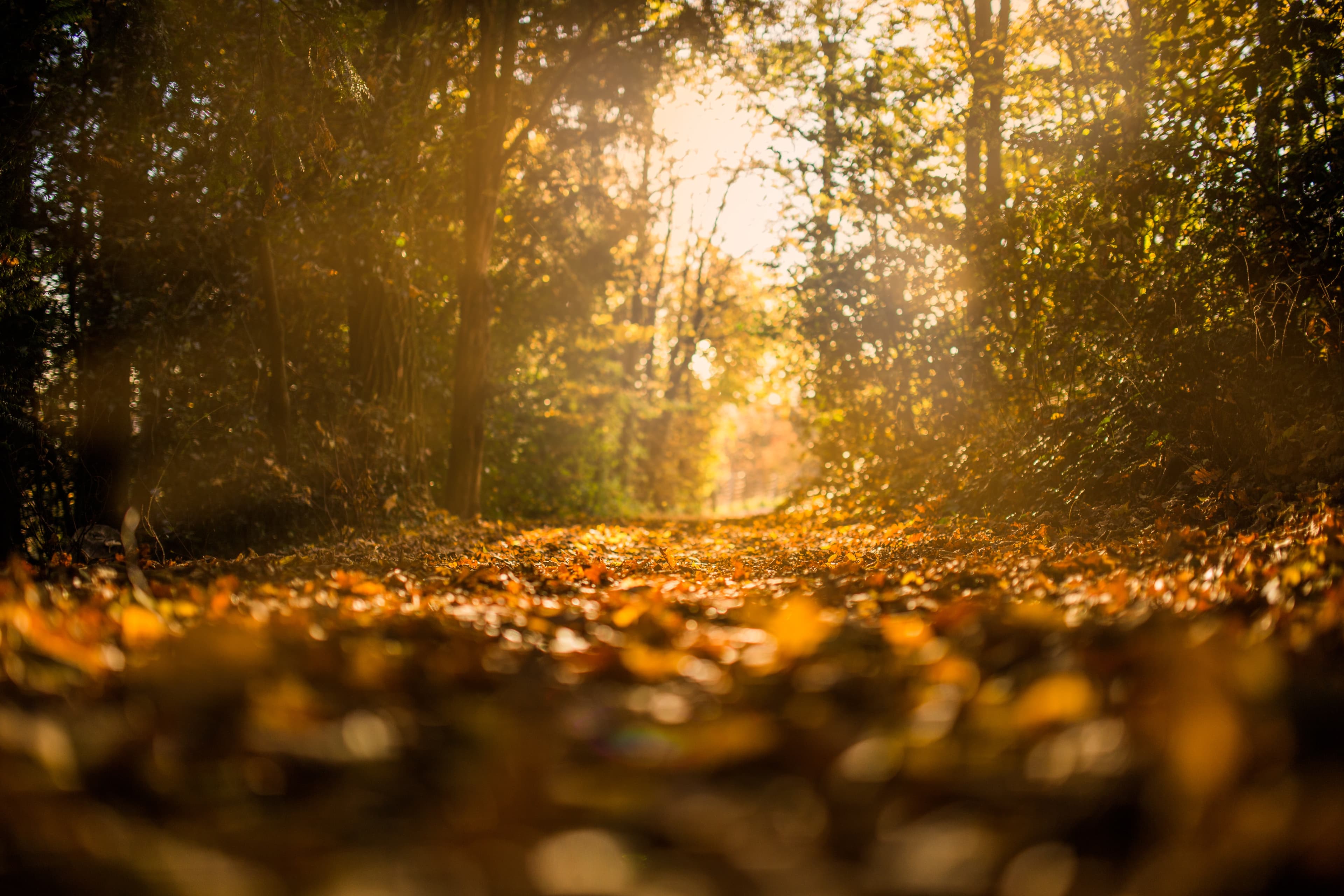 A sunlit path covered in autumn leaves surrounded by trees. A sunlit path covered in autumn leaves surrounded by trees.