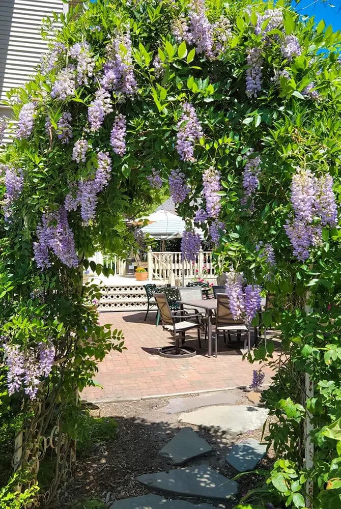 A lush, leafy arch adorned with cascading purple wisteria leads to a patio area with outdoor furniture.